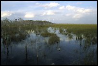 Cypress and sawgrass near Pa-hay-okee, evening. Everglades  National Park, Florida, USA.