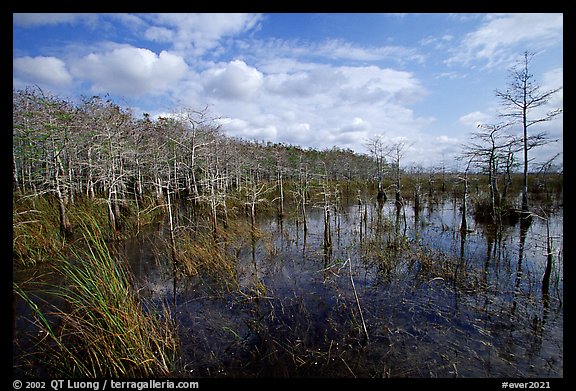 Cypress dome. Everglades National Park (color)