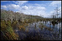 Cypress dome. Everglades National Park, Florida, USA. (color)