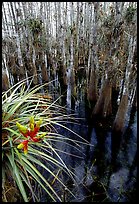 Cypress dome with bromeliad and cypress trees. Everglades National Park, Florida, USA. (color)