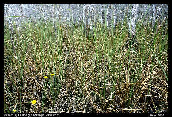 Grasses and pond cypress forest. Everglades National Park, Florida, USA.