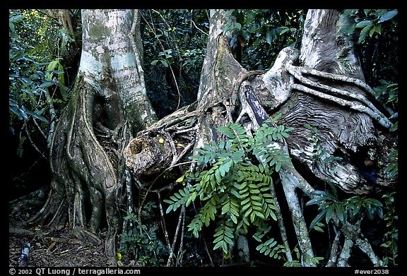 Strangler Fig (Ficus aurea) roots in tropical hardwood hammock. Everglades National Park, Florida, USA.