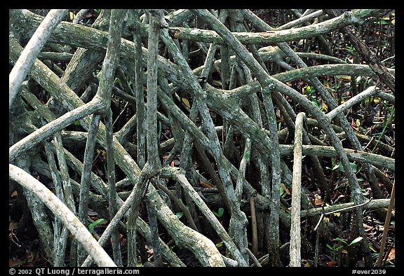 Black mangrove (Avicennia nitida) roots. Everglades National Park, Florida, USA.