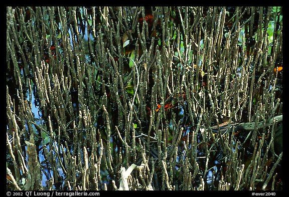 Black Mangrove (Avicennia nitida) breathing tubes. Everglades National Park (color)