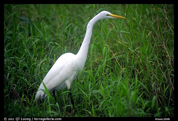 Great White Heron. Everglades National Park (color)
