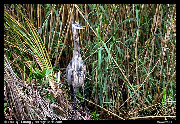 Great Blue Heron. Everglades National Park, Florida, USA.