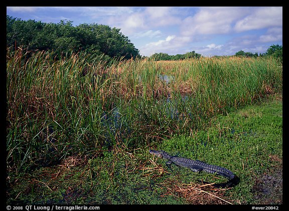 Alligator resting on grass near Eco Pond. Everglades National Park, Florida, USA.