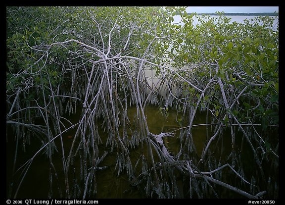 Red mangroves on West Lake. Everglades National Park, Florida, USA.