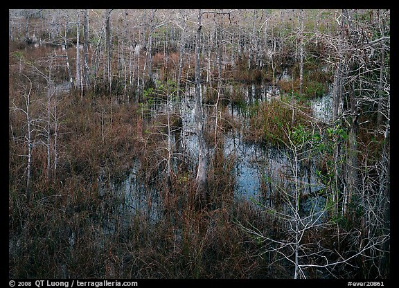 Freshwater swamp with sawgrass and cypress seen from above, Pa-hay-okee. Everglades National Park (color)