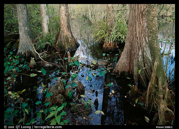 Large bald cypress and cypress knees in dark swamp water. Everglades  National Park (color)