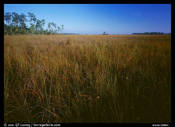 Sawgrass (Cladium jamaicense). Everglades National Park, Florida, USA.
