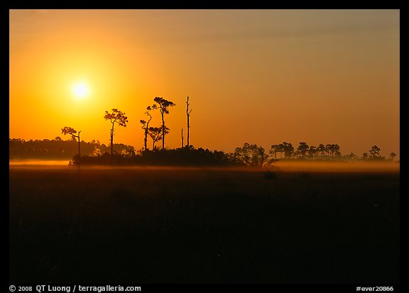 Sun rising behind group of pine trees. Everglades National Park (color)