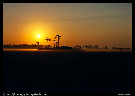 Sunrise with pine trees and ground fog over meadow. Everglades National Park (color)