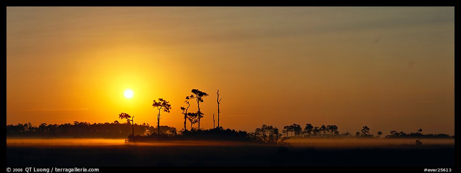 Landscape of pine trees and grasslands at sunrise. Everglades National Park, Florida, USA.