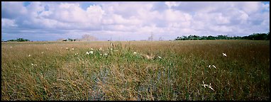 Marsh landscape with swamp lillies. Everglades National Park (Panoramic color)