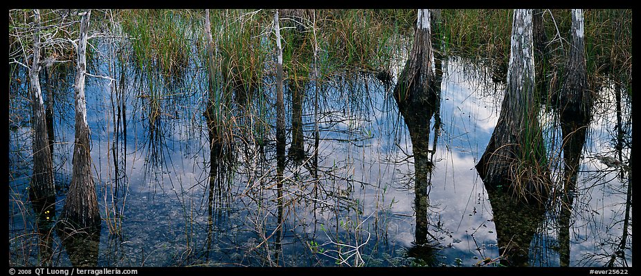 Calm sky and cypress trees reflections. Everglades National Park, Florida, USA.