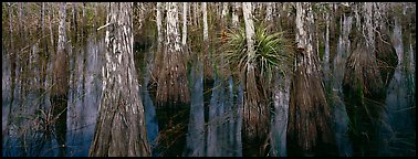 Bald cypress growing out of dark swamp water. Everglades National Park, Florida, USA.