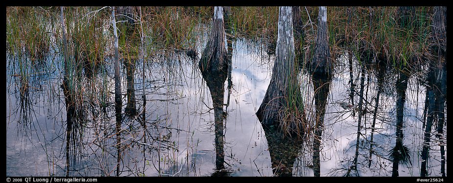 Cypress reflections. Everglades  National Park (color)
