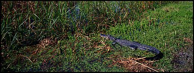 Young alligator. Everglades  National Park (Panoramic color)