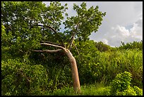 Gumbo limbo tree, Chekika. Everglades National Park, Florida, USA. (color)