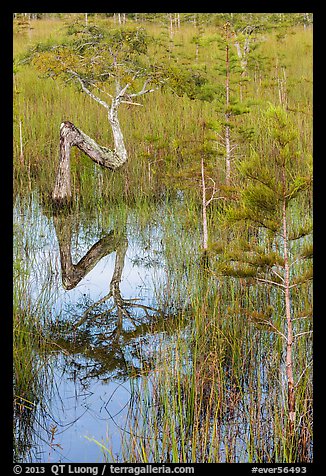 Old cypress shaped like letter Z. Everglades National Park, Florida, USA.