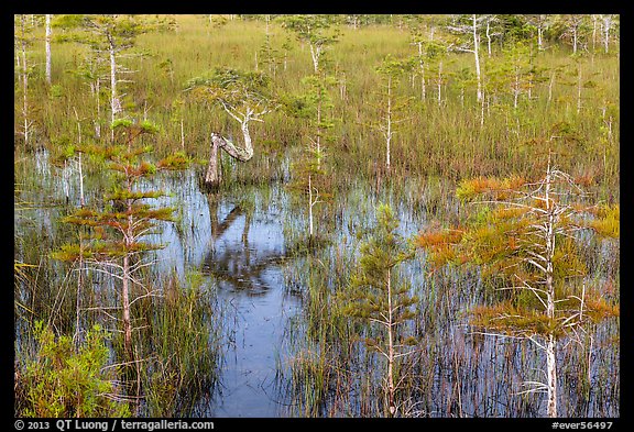 Dwarf cypress and N-shaped tree. Everglades National Park (color)