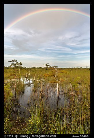 Rainbow over dwarf cypress grove. Everglades National Park, Florida, USA.