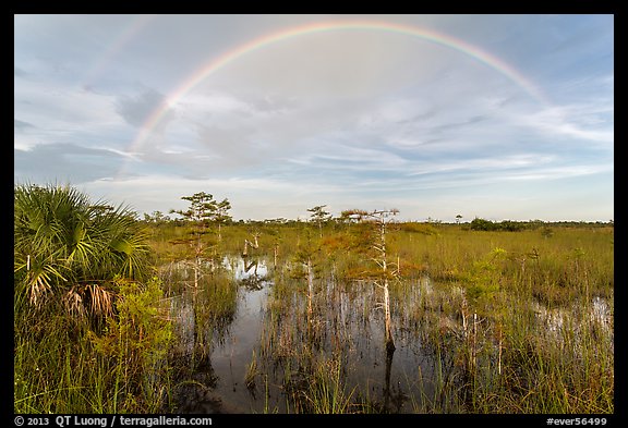 Double rainbow over dwarf cypress forest. Everglades National Park, Florida, USA.