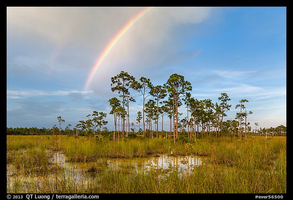 Rainbow over pine trees near Mahogany Hammock. Everglades National Park, Florida, USA.
