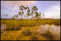 Pine trees and rainbow in summer. Everglades National Park, Florida, USA. (color)