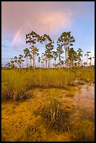 Pine trees and rainbow at sunset. Everglades National Park, Florida, USA. (color)
