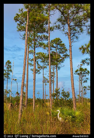 Great white heron amongst pine trees. Everglades National Park, Florida, USA.