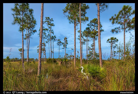 Pinelands with great white heron. Everglades National Park, Florida, USA.