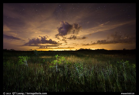 Sawgrass and dwarf cypress at night. Everglades National Park (color)