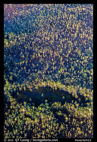 Aerial view of cypress forest. Everglades National Park, Florida, USA.