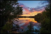Paurotis Pond at sunset. Everglades National Park ( color)