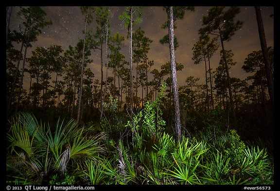 Palmeto and pines at night. Everglades National Park, Florida, USA.