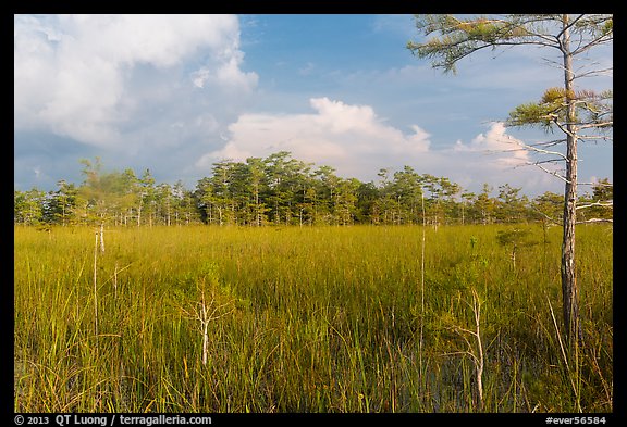 Sawgrass and cypress dome in summer. Everglades National Park, Florida, USA.