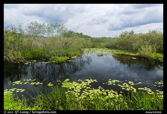 Freshwater slough in summer. Everglades National Park, Florida, USA.