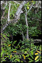 Alligator Apple (Annoma Glabra) tree and fruits. Everglades National Park, Florida, USA. (color)