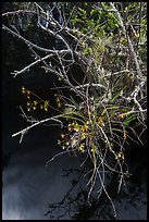Native Butterfly Orchid (Encyclia tampensis) growing in marsh. Everglades National Park, Florida, USA. (color)