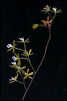 Close-up of Encyclia tampensis branch with orchid flowers. Everglades National Park, Florida, USA. (color)