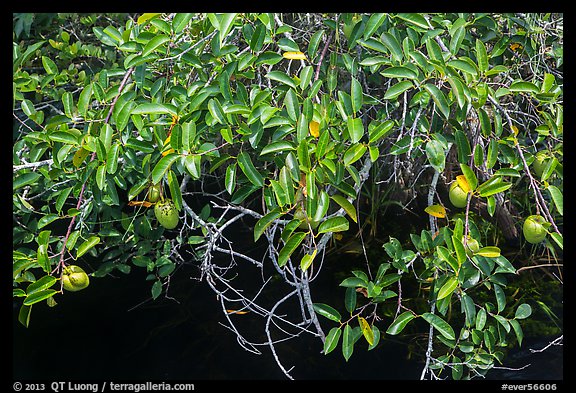 Pond Apple (Annoma Glabra) with fruits. Everglades National Park (color)