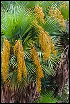 Palmeto with fruits. Everglades National Park, Florida, USA. (color)