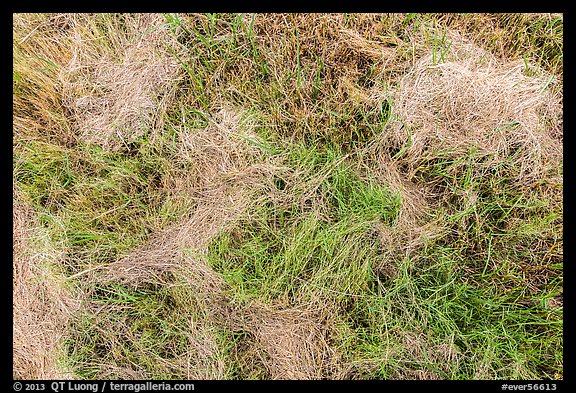 Grasses. Everglades National Park (color)