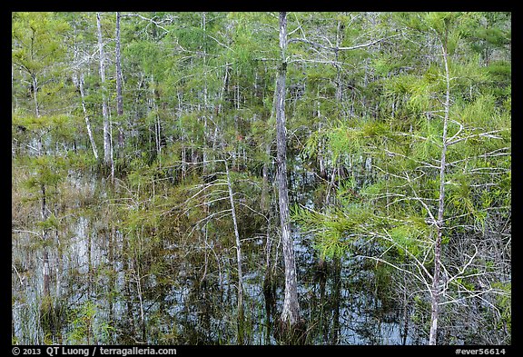 Cypress in summer, Pa-hay-okee. Everglades National Park, Florida, USA.
