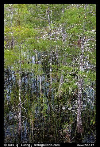 Cypress with green needles. Everglades National Park, Florida, USA.