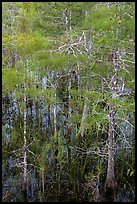 Cypress with green needles. Everglades National Park, Florida, USA. (color)