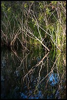 Branches and reflections, Shark Valley. Everglades National Park ( color)