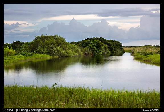Pond, sawgrass prairie, and hammock, Shark Valley. Everglades National Park (color)